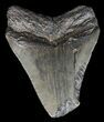 Bargain Megalodon Tooth #43024-1